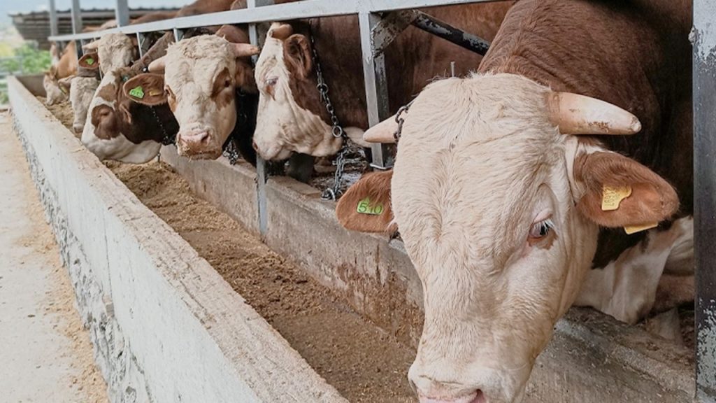 kurban bayramı ve kurbanlık hayvan seçimi İçin İpuçları