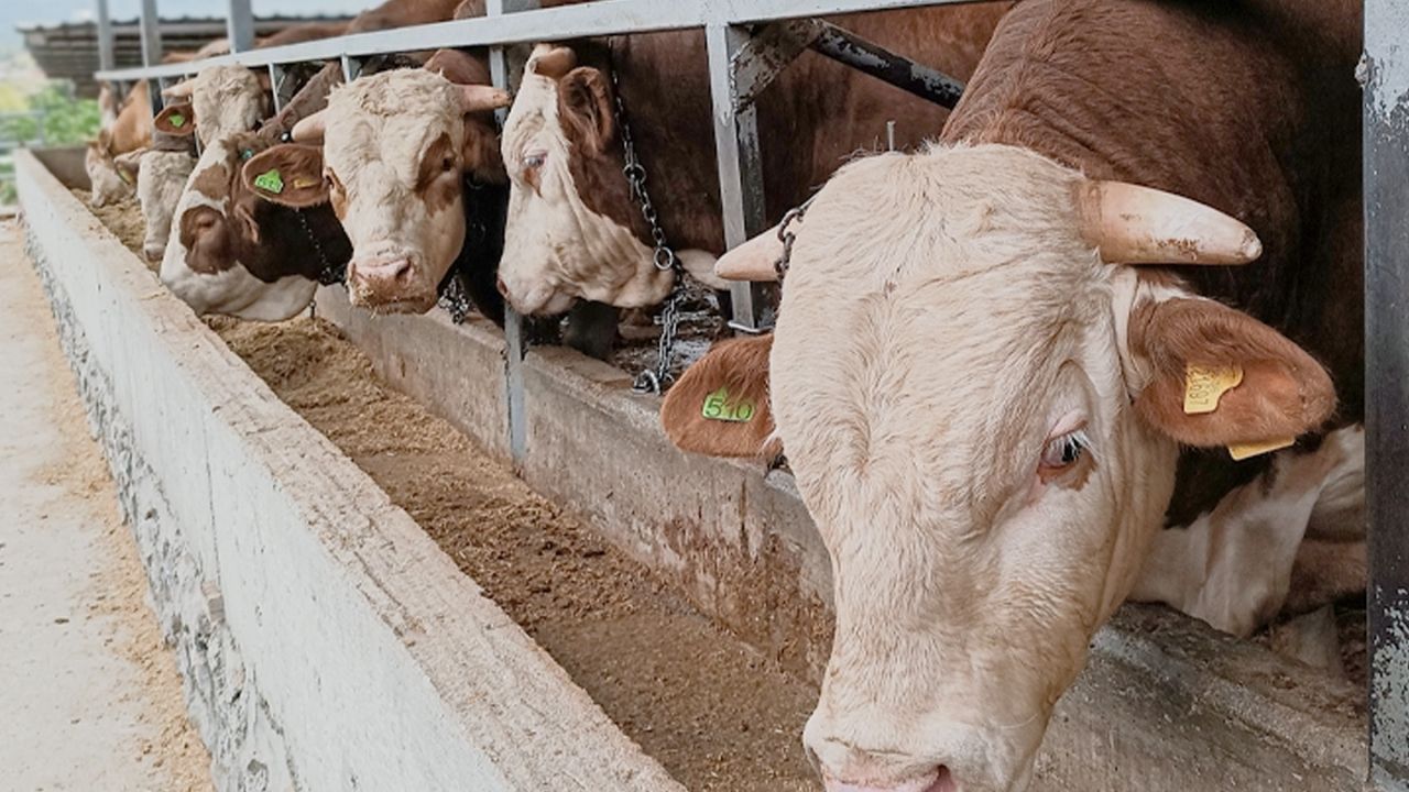 kurban bayramı ve kurbanlık hayvan seçimi İçin İpuçları