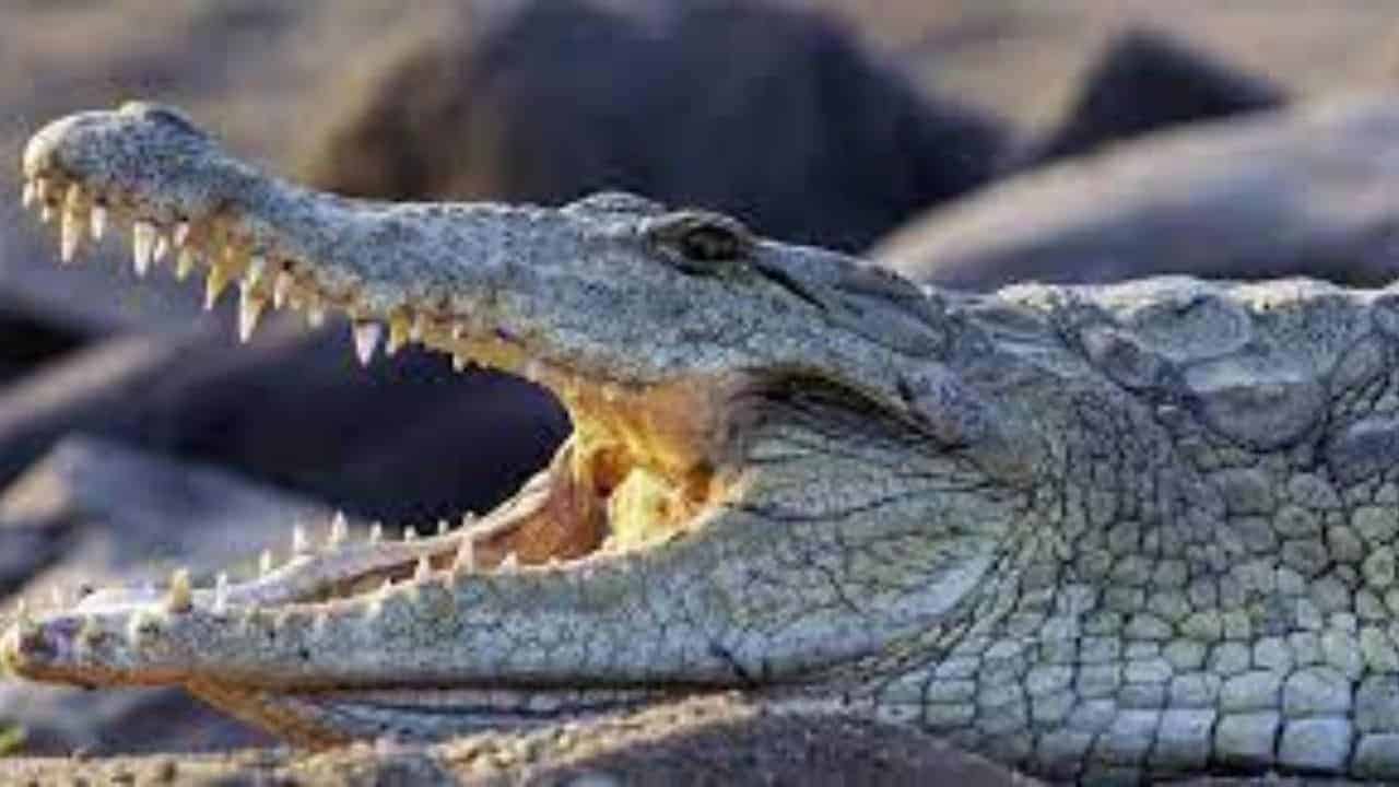 Kayıp balıkçı timsahın midesinden çıktı