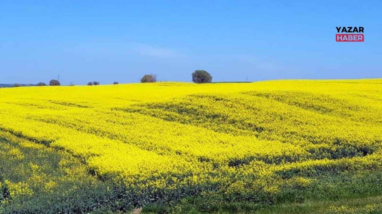 Kâbusa yenilen “sarı altın çiçeği”
