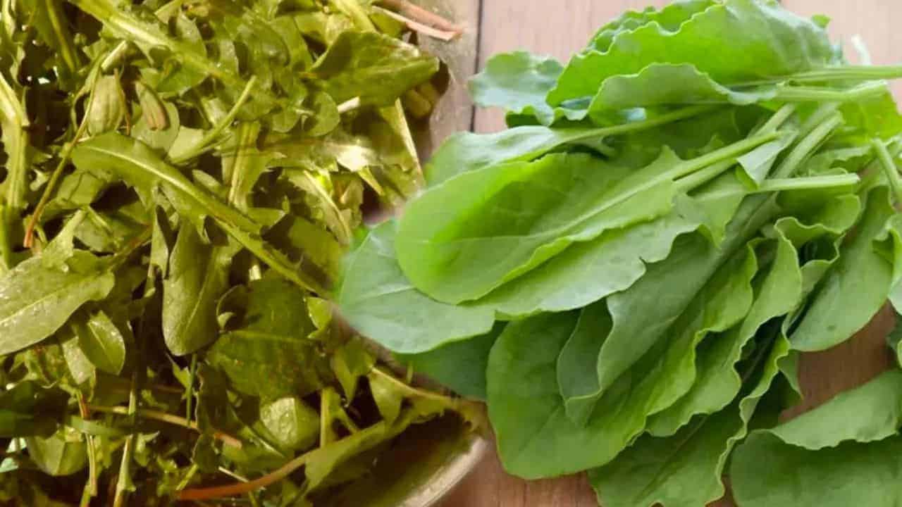 Doğadaki en güçlü mikrop öldürücü