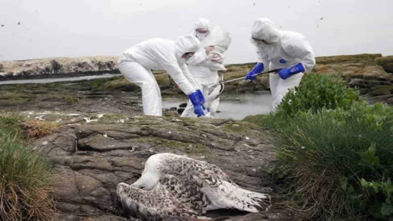 İngiltere’de iki kişide “kuş gribi” virüsü tespit edildi