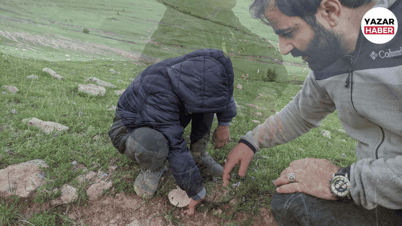 Ardahan’da Yağış Sonrası Mantarlar Geldi