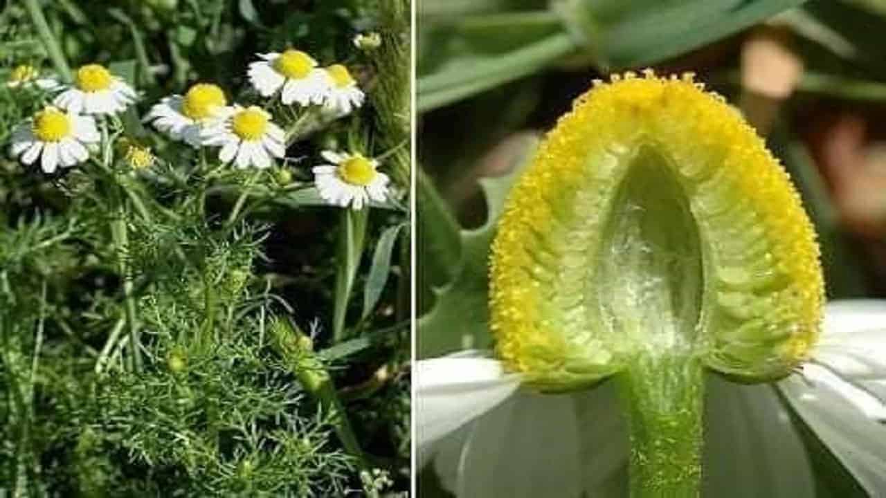 Uzmanlar uyardı, her papatya şifalı değildir
