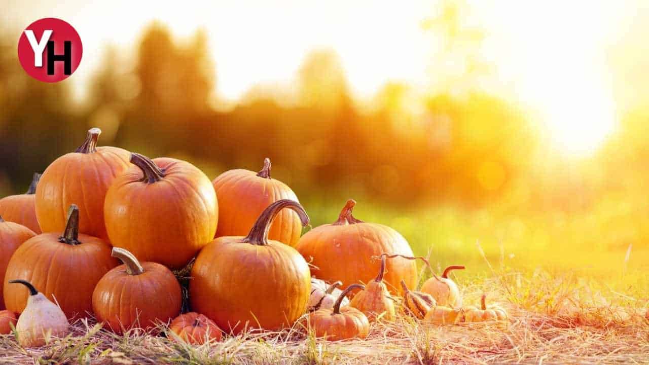 Bal Kabağı Çiğ Olarak Buzlukta Nasıl Saklanır?