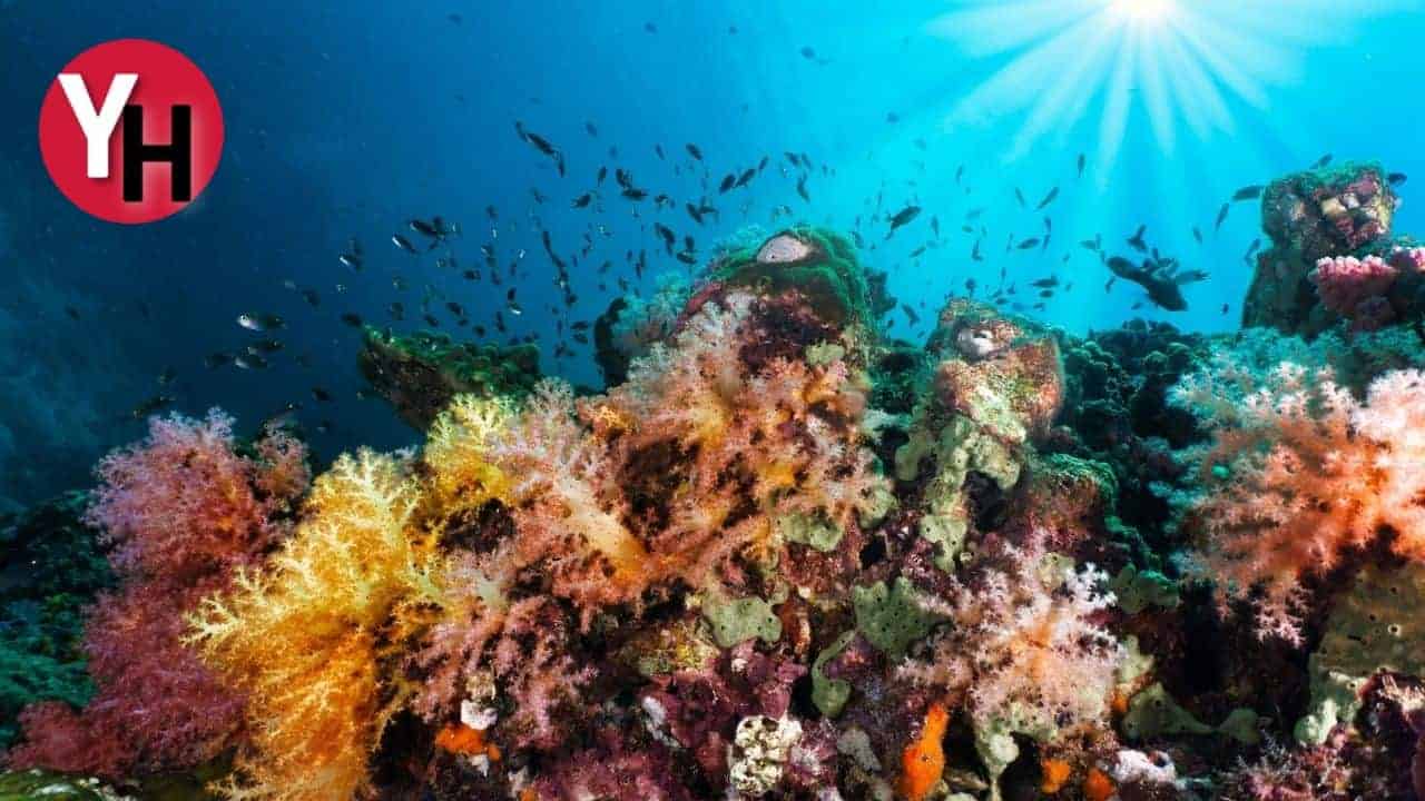 Biyoçeşitlilik Ve Ekosistem Hizmetleri