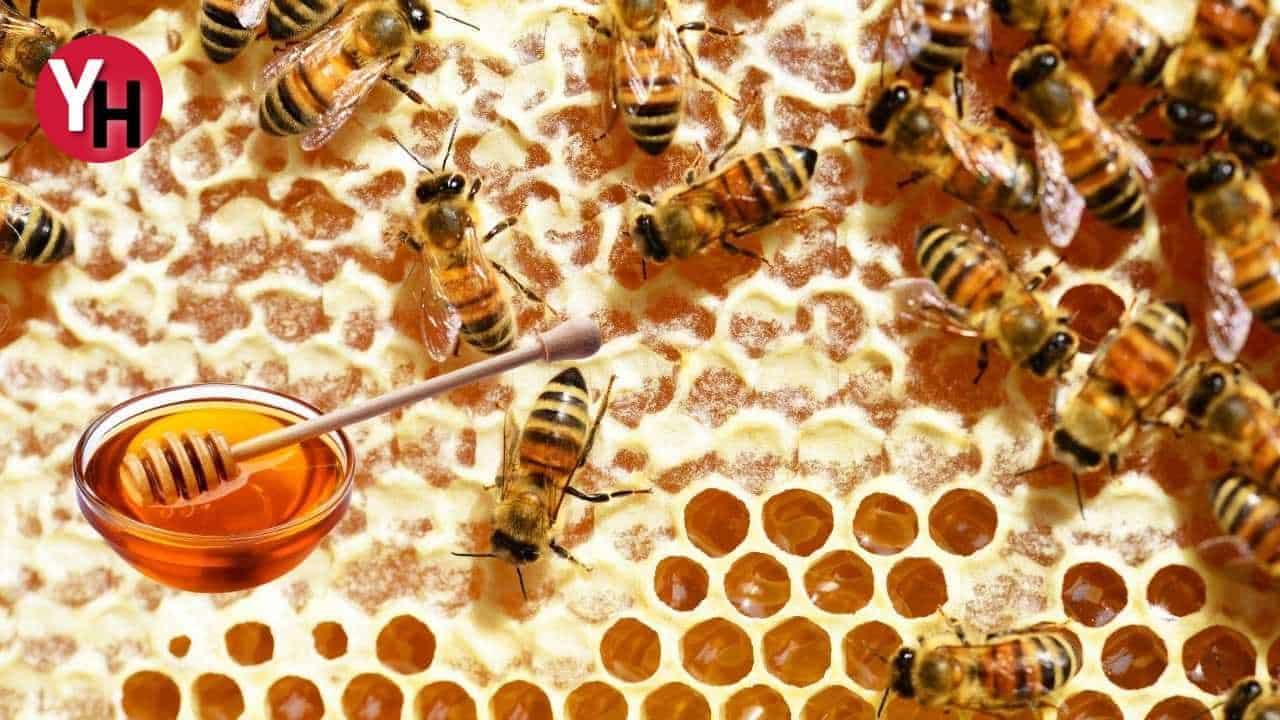 En İyi Bal Türkiye’de Hangi Bölgede Yetişir? Türkiye’nin Doğal Bal Zenginliği