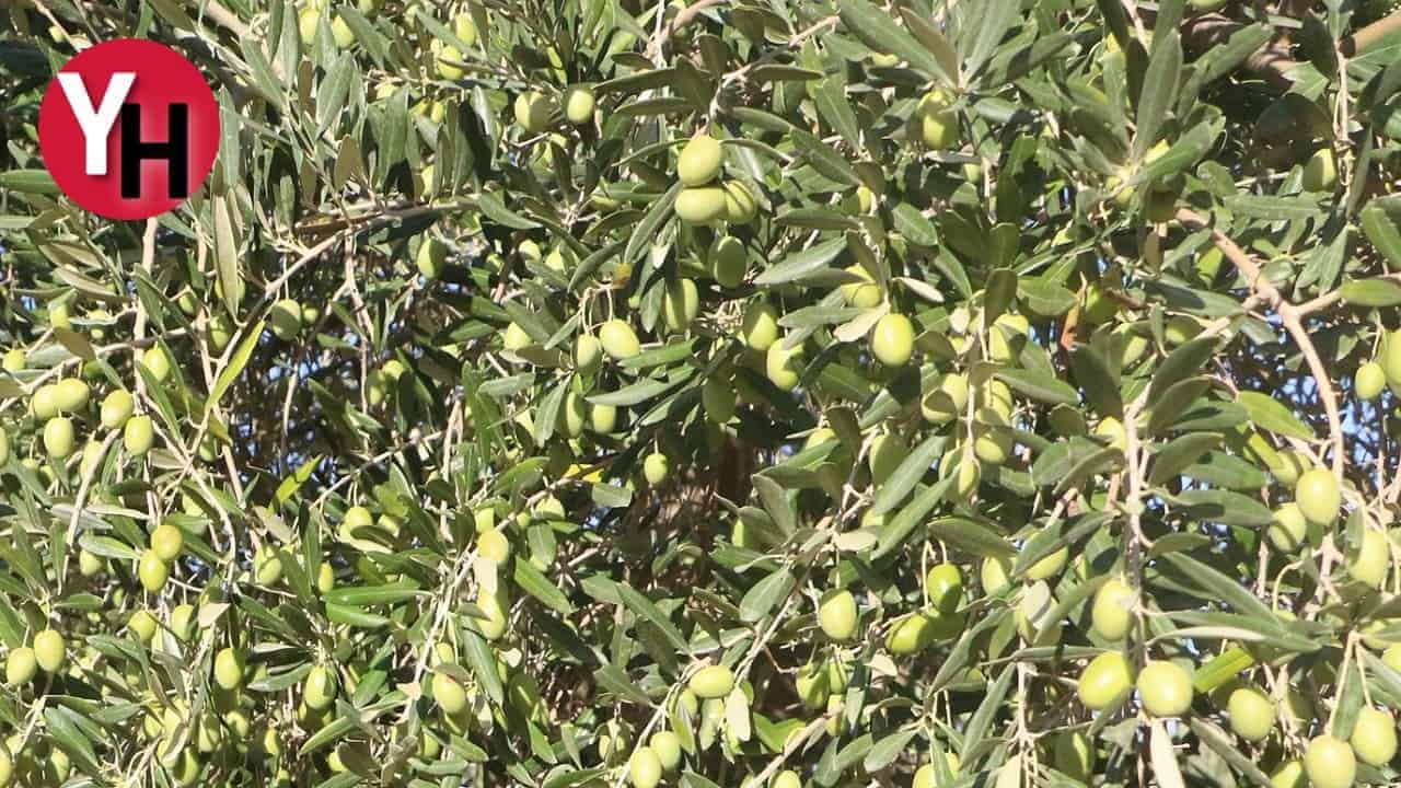 Enkaz kentte zeytin hasadı buruk başladı