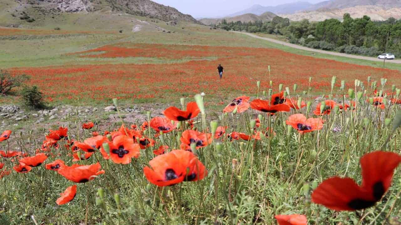 Oltu’da gelincikler ikinci kez açtı