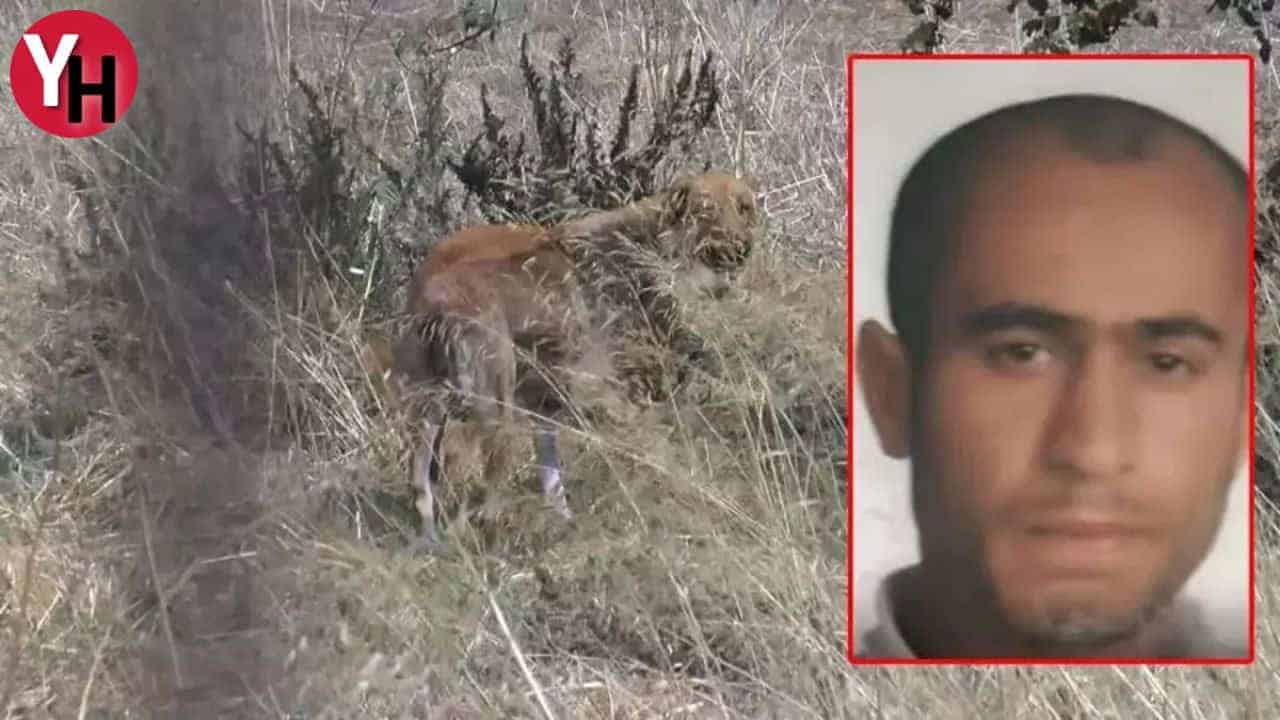 Fatih’te 15 Sokak Köpeği Tarafından Saldırıya Uğrayan Kişi Hayatını Kaybetti