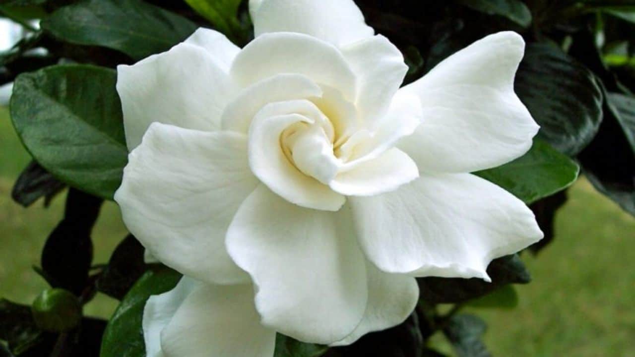 Gardenya: Gizem ve Romantizmin Çiçeği
