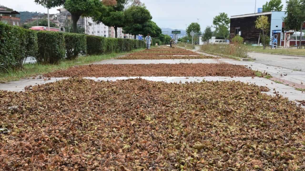 giresunda-findik-ureticilerinin-zorlu-donemi.jpg