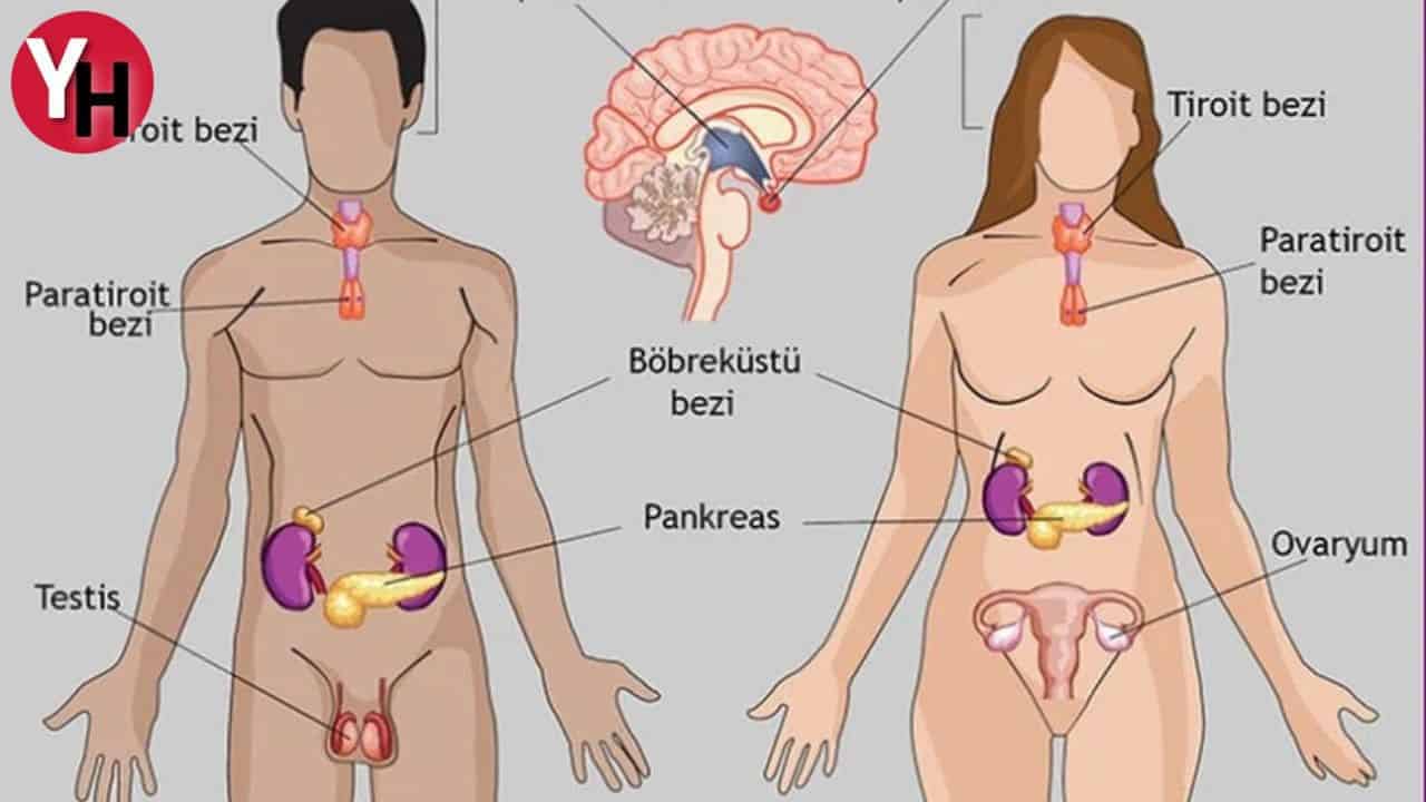 Hayvan ve Bitkilerde Hormonal Denge ve Büyüme
