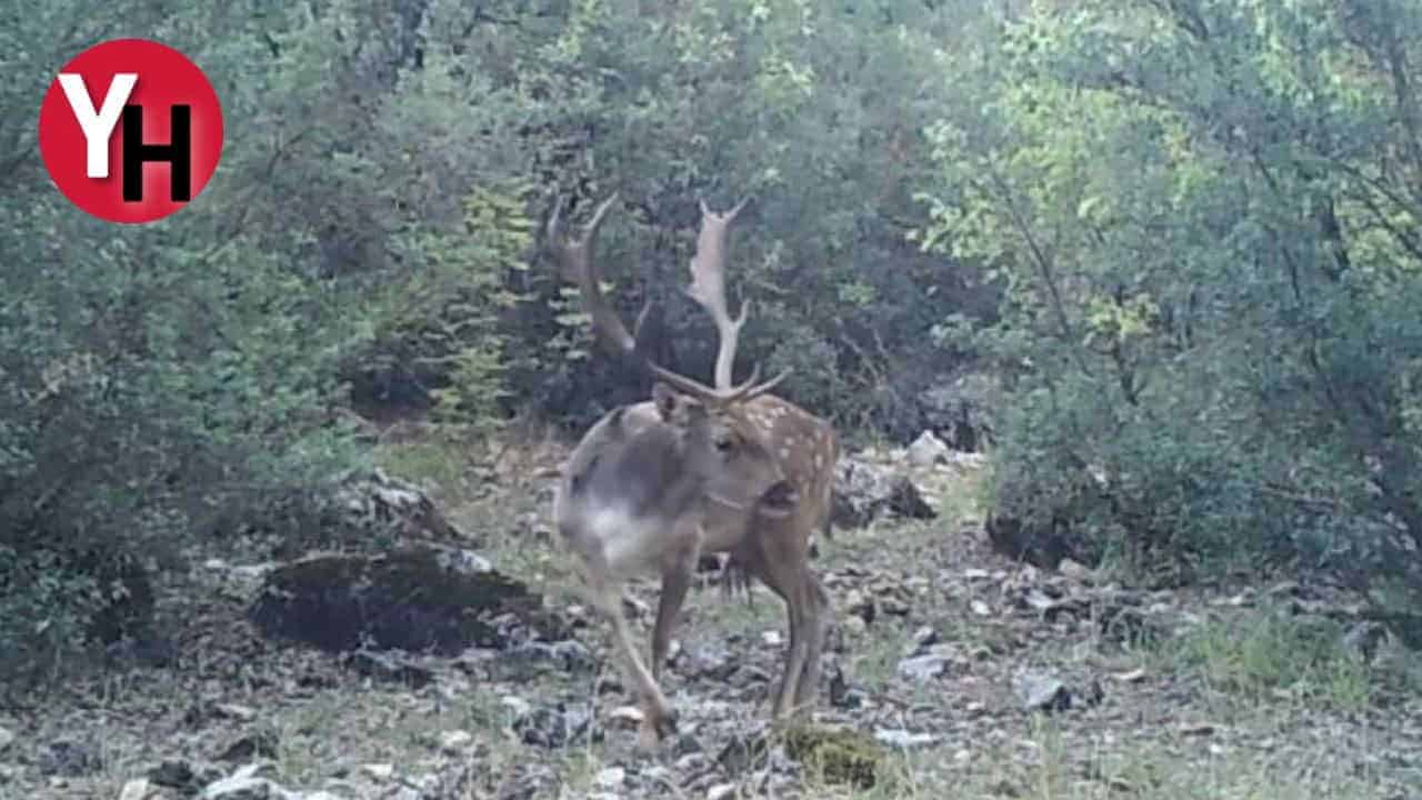 ispartada-ormanlik-alandaki-alageyikler-fotograf-kapanlarinda.jpg