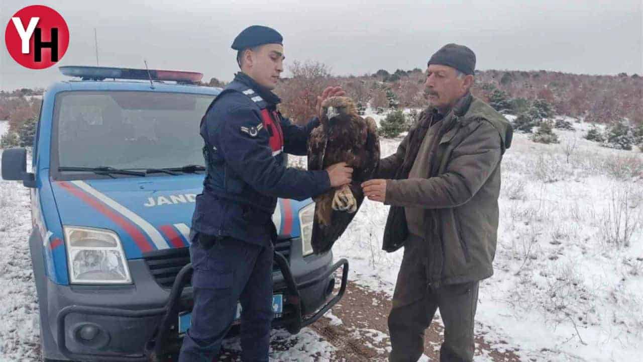 Jandarmanın Bulduğu Şah Kartalı Tedaviye Alındı