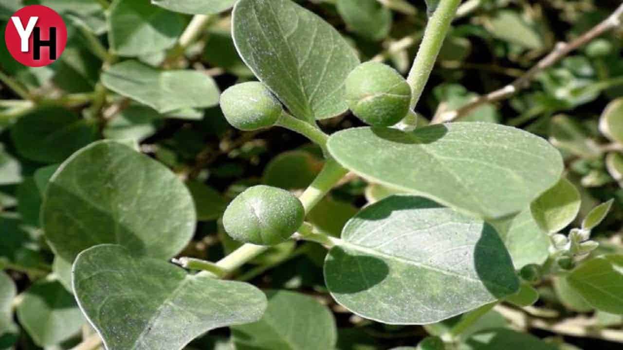 Kapari Yağı Lekelere ve Romatizmaya Doğal Çözüm