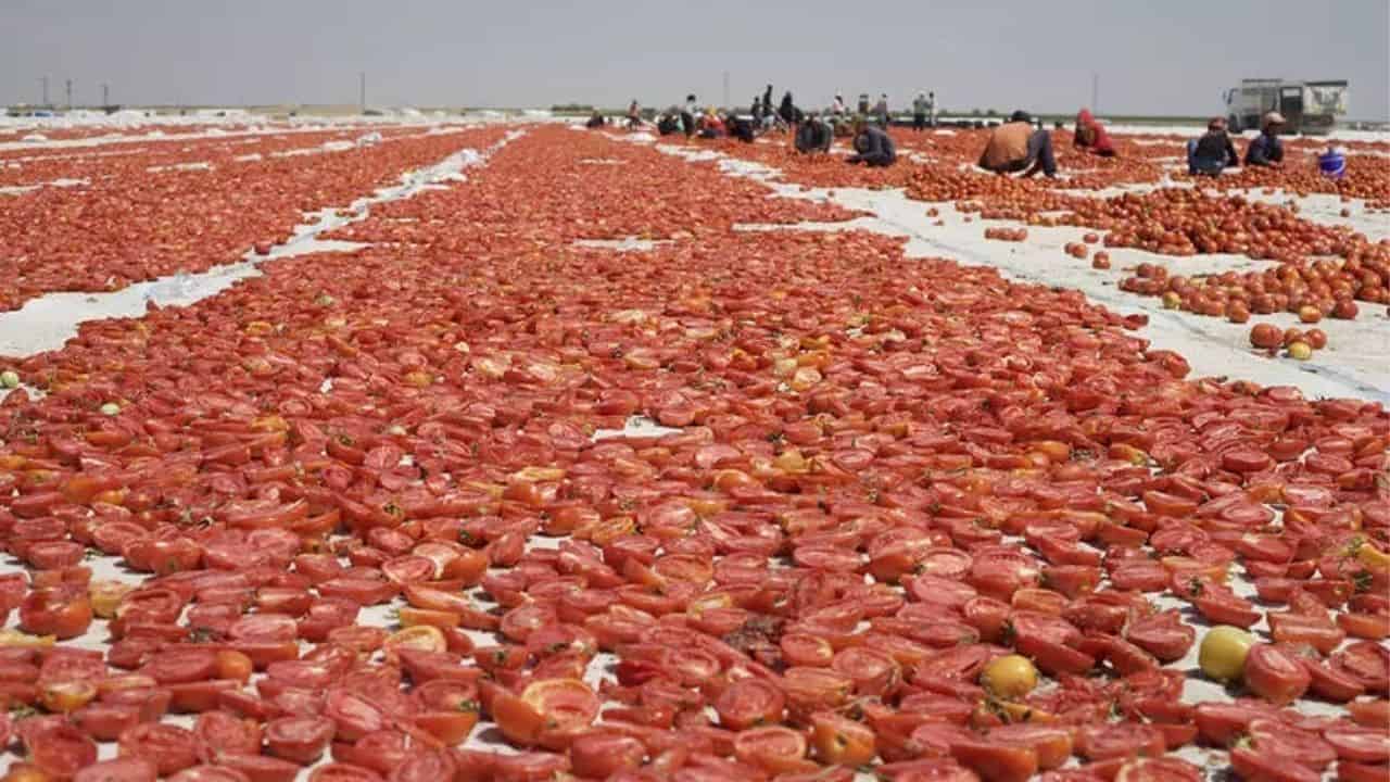Konyalı Domates Üreticileri Ekonomik Krize Karşı Toprak Boykotunda!