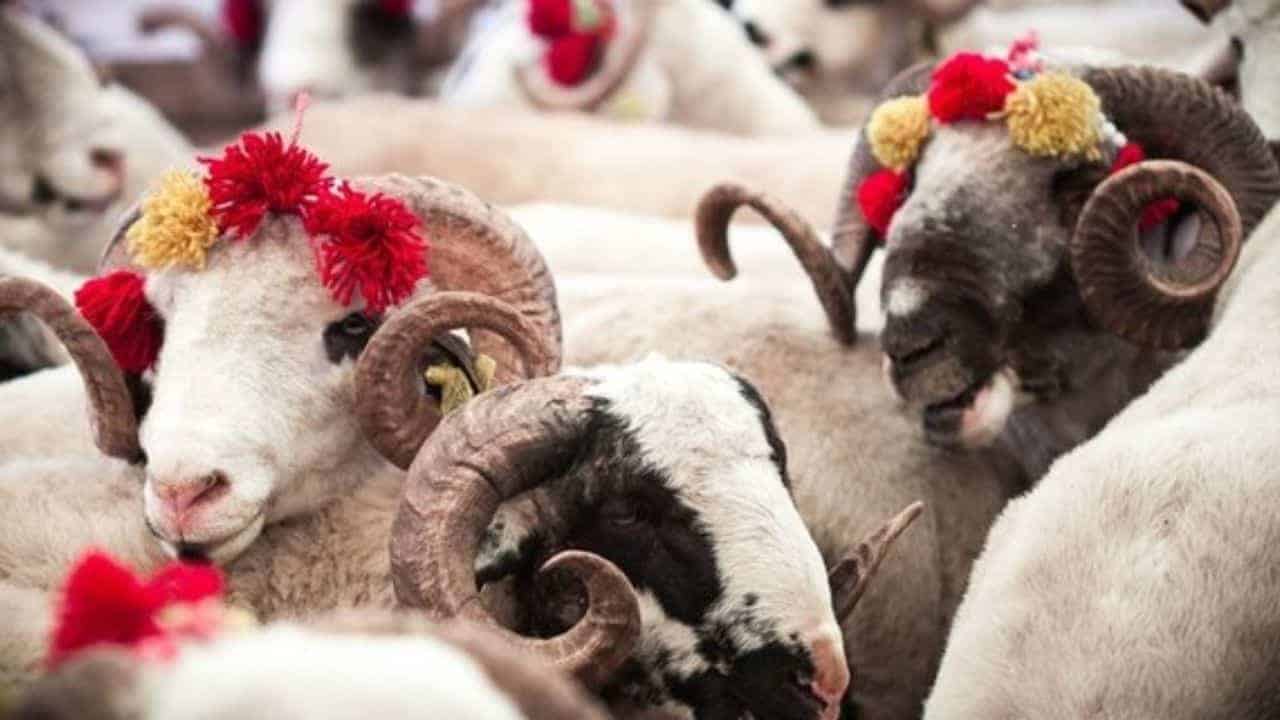 Birlik, Sevgi ve Paylaşım Dolu Kurban Bayramı Mesajı