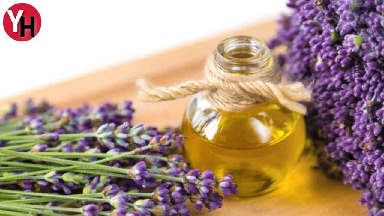 Rahatlatıcı Etkisiyle Bilinen Lavanta Yağının Sağlık Faydaları