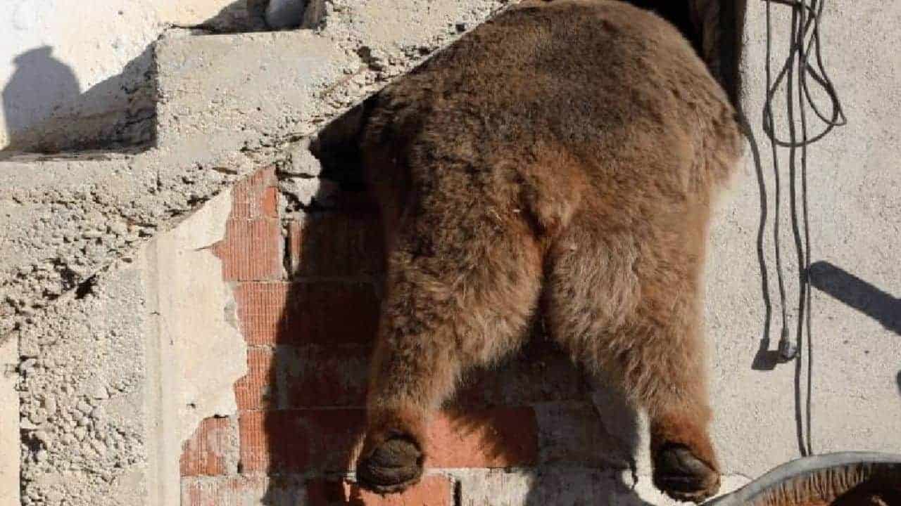 Uzman “Acil Tedbirler Gereklidir” İfadesiyle Uyarıda Bulundu! Ordu’da Gelişen Durum Evlere Ulaştı