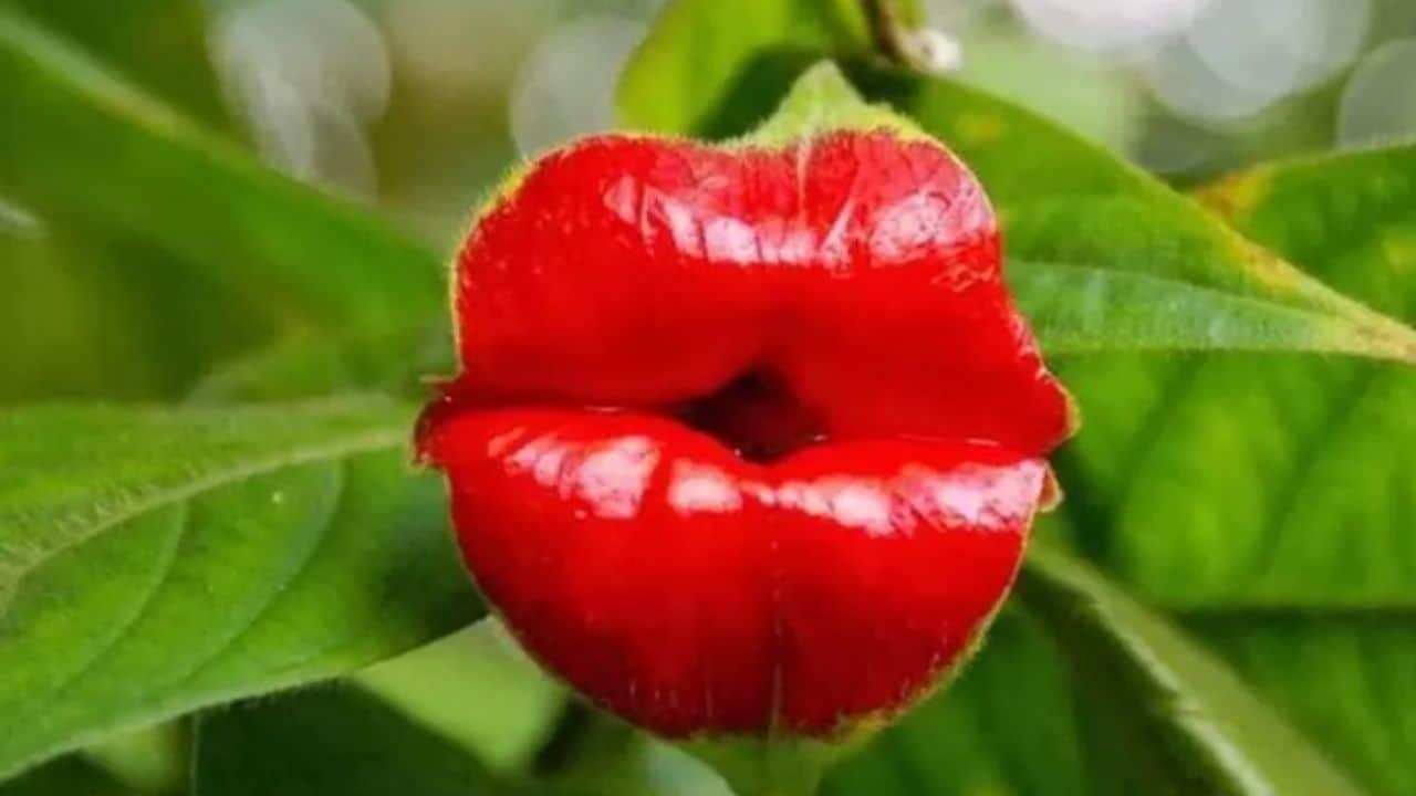 Avustralya’nın Şehvetli Dudakları: Caladenia melanema’nın Eşsiz Güzelliği ve Koruma Mücadelesi
