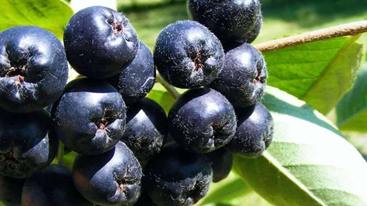 Süper Meyve Aronyanın Yükselişi ve İhracatı
