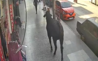 Hatay’da Kaybolan Angus Şehri Gezmeye Çıktı