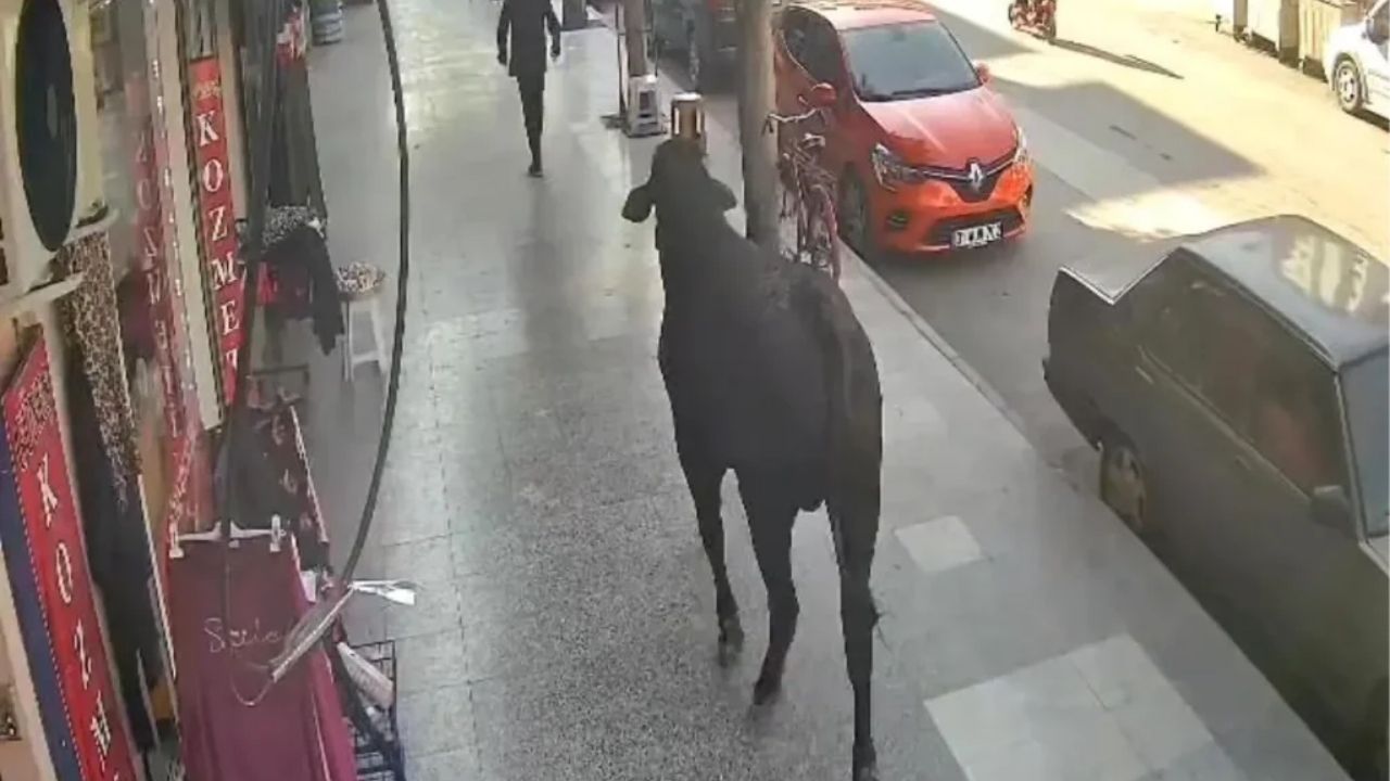 Hatay'da Kaybolan Angus Şehri Gezmeye Çıktı