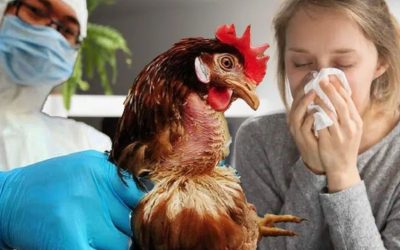 Kuş Gribi Nedir? İnsan Sağlığını Tehdit Ediyor Mu?