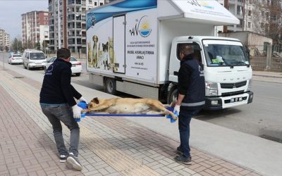 Sağlık Bakanlığı, 81 İlde Sahipsiz Hayvanları Önlemek İçin Adım Attı