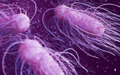 Salmonella Bakterisi Nedir ve Nasıl Bulaşır?