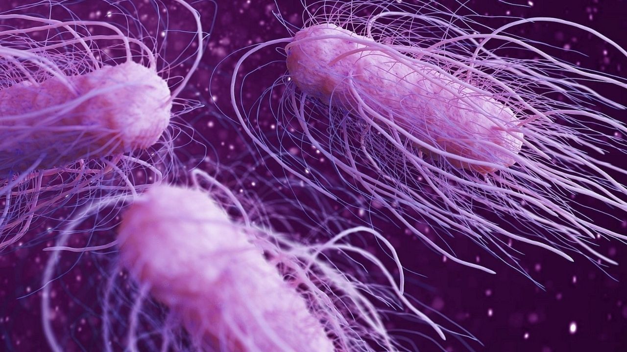 Salmonella Bakterisi
