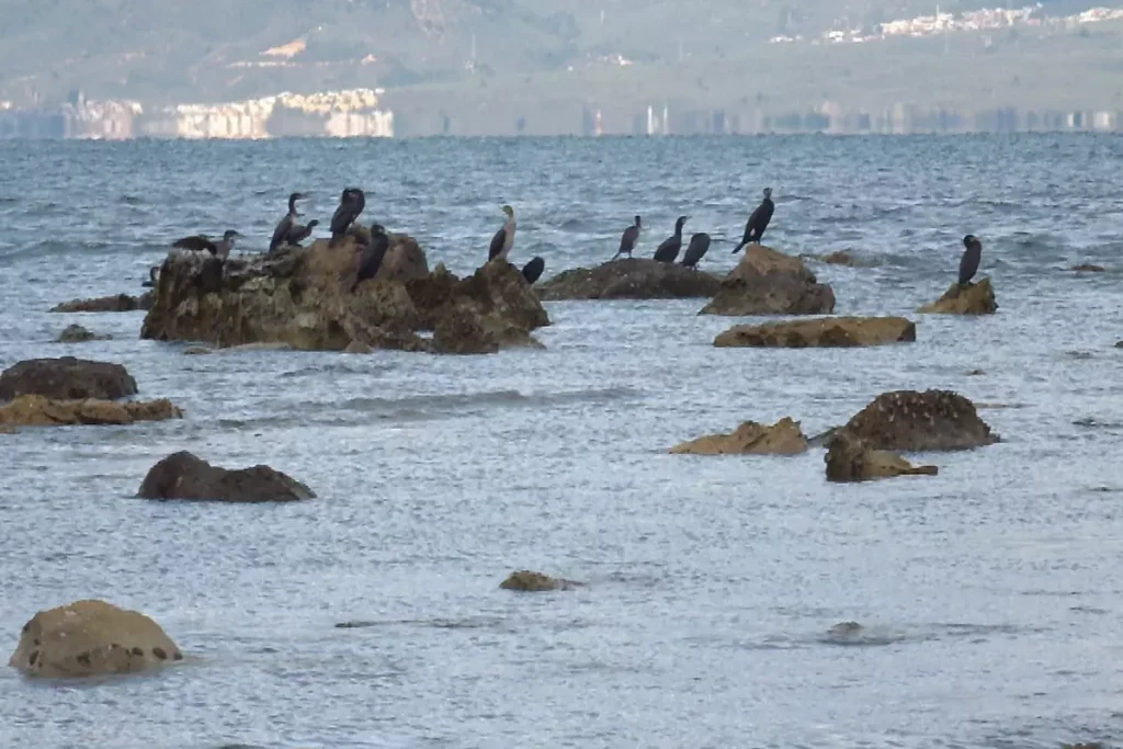 balikesir de deniz cekildi 2 bin 500 yillik 18355105 2880 amp.jpg