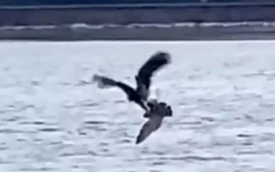 Kel Kartal, Tek Dalışla Martıyı Yakalayarak Avladı
