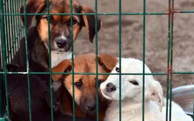 Osmaniye Valiliği: Bakımevinde 21 Köpek Ölü Bulundu