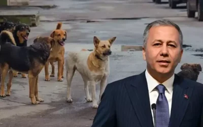 Bakan Yerlikaya: Sokak köpekleri için denetim sıklaştırılacak