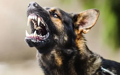 Sokak köpeklerinin saldırılarıyla ilgili soruşturma açıldı