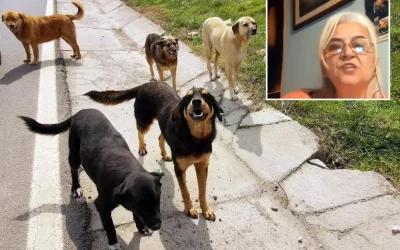 Hayvan Hakları Derneği Başkanı’nın Skandal Çıkışı: “Keşke Köpekler Görevlilerin Boynunu Kopsa”