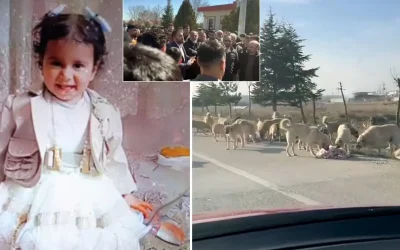 Karatay’da Mahalleli Köpek İsyanı: Önlem Alınmazsa Öldüreceğiz