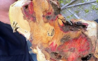 Bakanlık uyarıyor: 23 ağaç kökünden sökülerek imha edildi