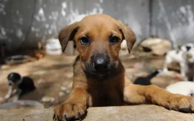 Sokak hayvanlarını öldüren cani doktor tutuklandı
