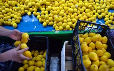 Ticaret Bakanlığı limon ihraçatını geçici olarak askıya aldı
