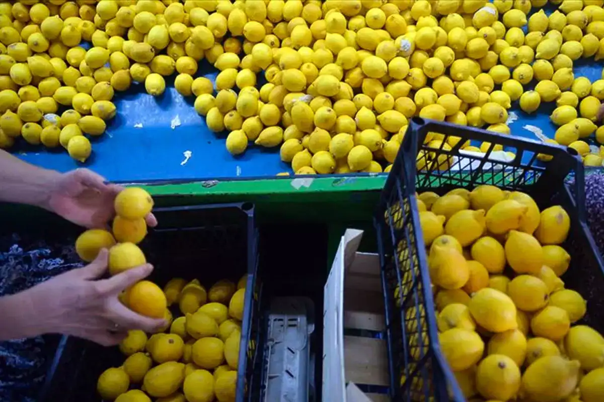ticaret-bakanligi-limon-ihracatini-durdurdu-18496830_9010_amp.jpg