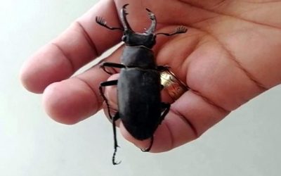 Gücün, Sabırın ve Dengenin Sembolü Geyik Böceği!