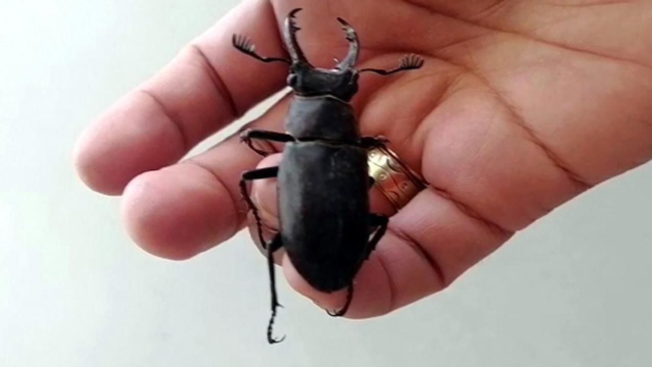 GEYİK BÖCEĞİ