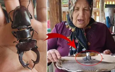 Böceği öldürmenin cezası 560 bin TL olacak!