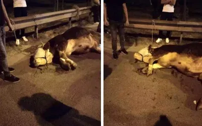 İstanbul’da kurbanlık dana yola fırladı, ayağı kırıldı