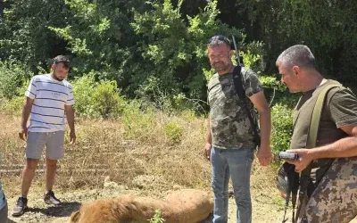 Kaçan aslan öldürüldü, saldırdığı kişi yaralandı