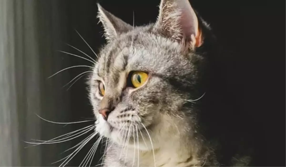 kedi-tuyu-oldurur-mu-18900146_3863_amp.jpg