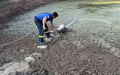 Denizli’de Kuzu Kurtarma Operasyonu Gerçekleştirildi